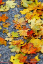 The Season of Colors